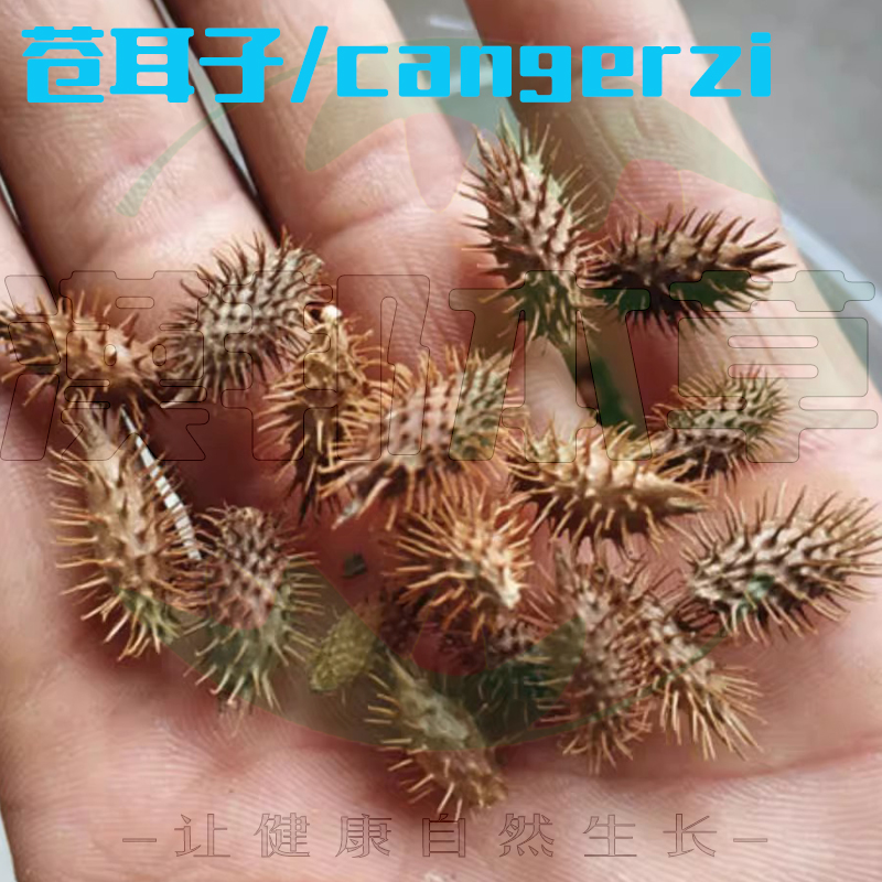 蒼耳子/Cangerzi